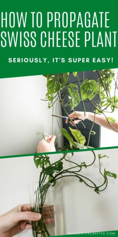 How To Propagate A Swiss Cheese Plant Keep Your Plants Alive