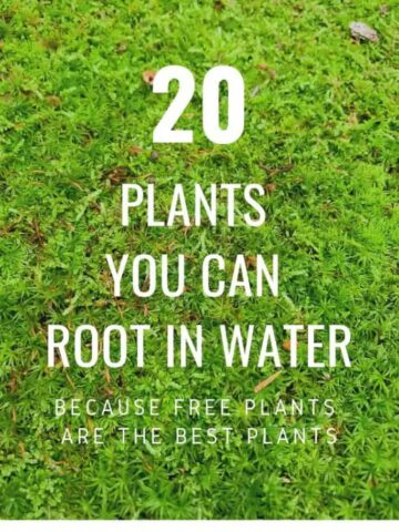 20-plants-you-can-root-in-water-683x1024