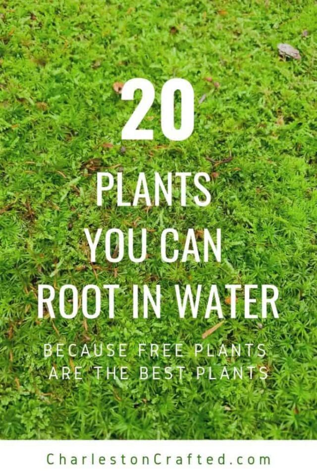 Plants that grow from cuttings in water keep your plants alive