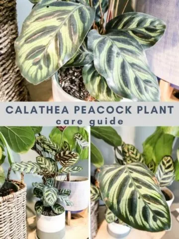 Calathea-Peacock-plant-care-guide-683x1024