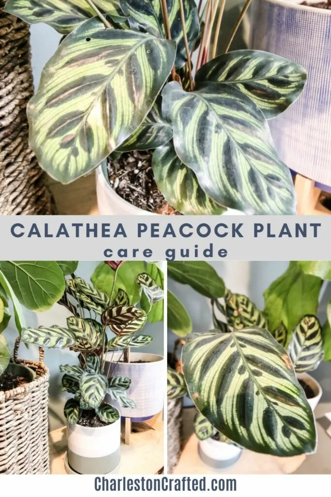 Calathea-Peacock-plant-care-guide-683x1024