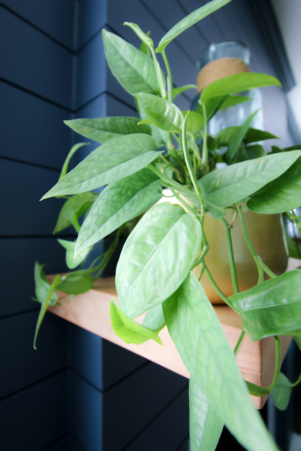 The complete Cebu Blue Pothos care guide - keep your plants alive