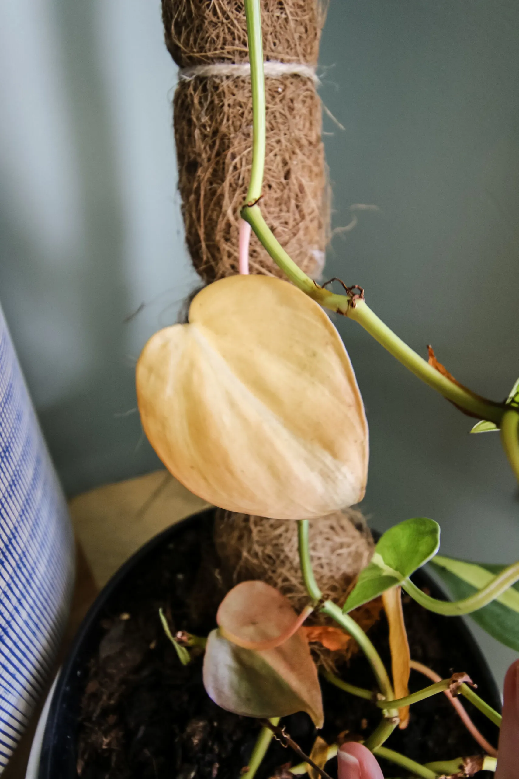 yellow leaf on a philodendron brasil