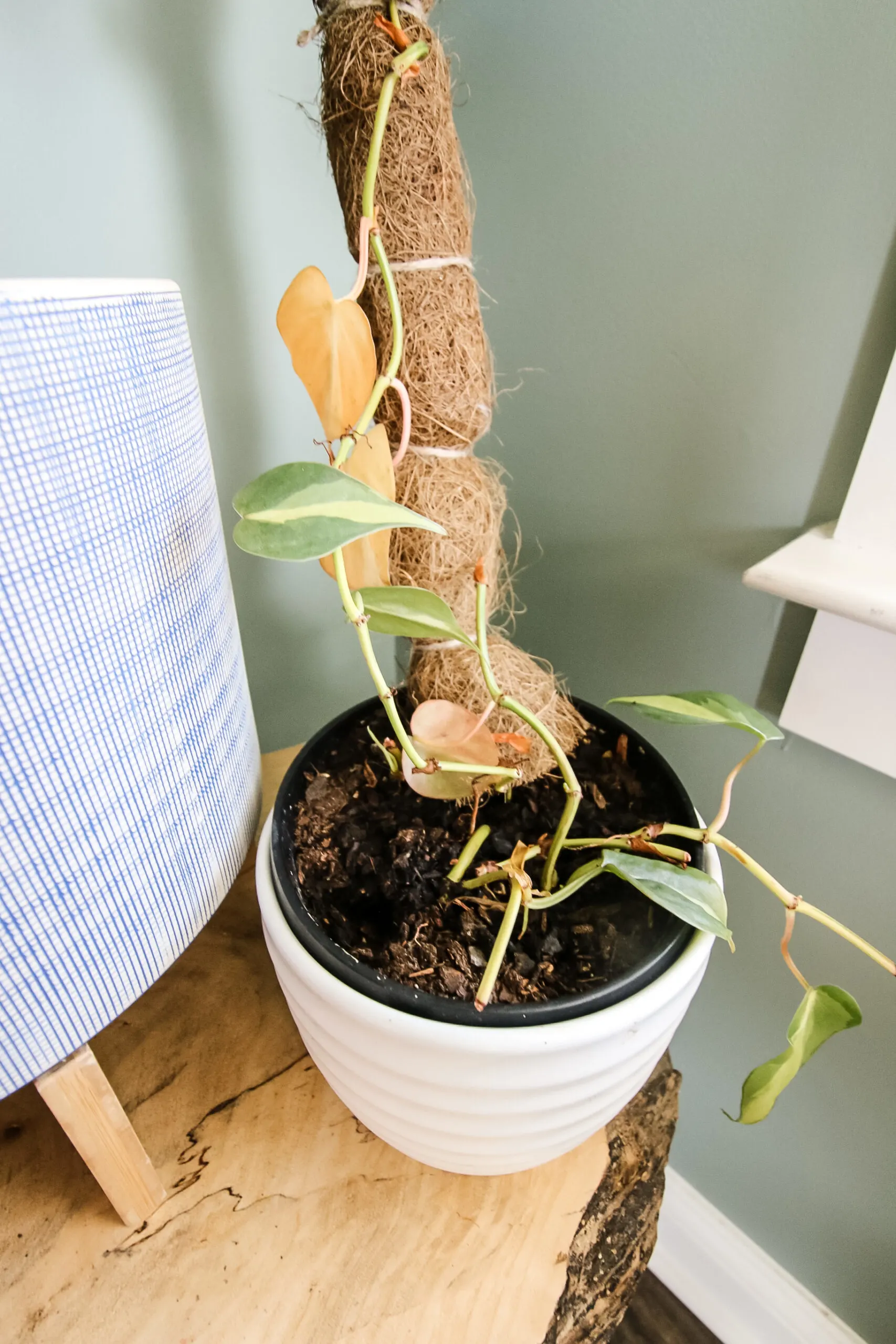 philodendron leaves turning yellow