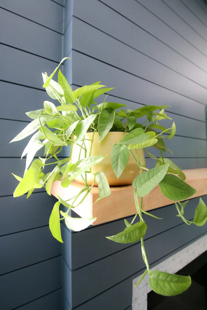 cebu blue pothos potted on a shelf