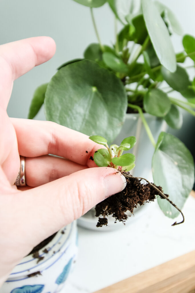 baby pilea plantlet removed from plant