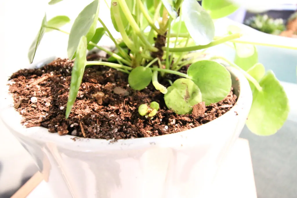 Pilea Peperomioides plant close up of baby plantlet