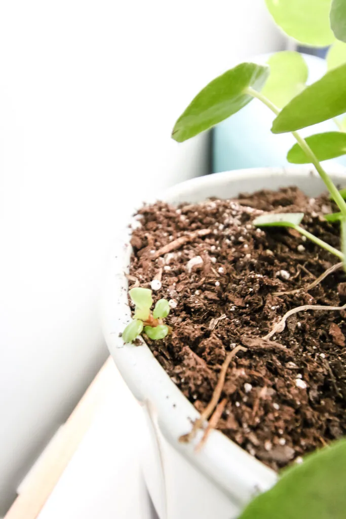 pilea plant with tiny baby plantlet