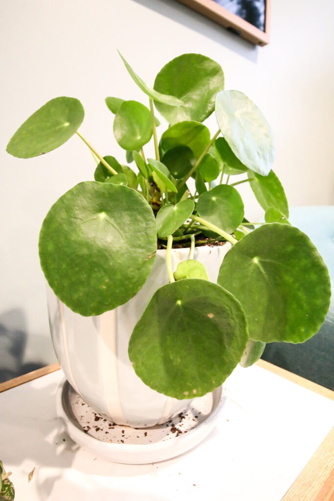 Pilea Peperomioides in a pot