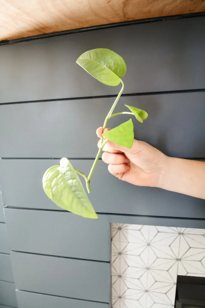 fresh cebu blue pothos cutting