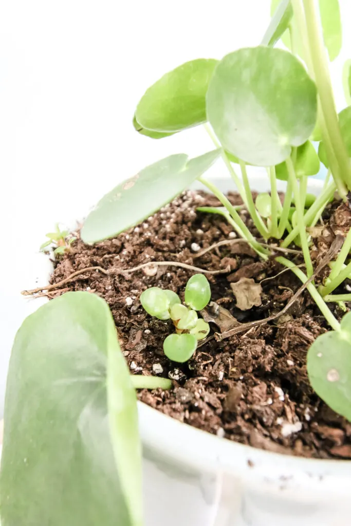 baby pilea plantlet