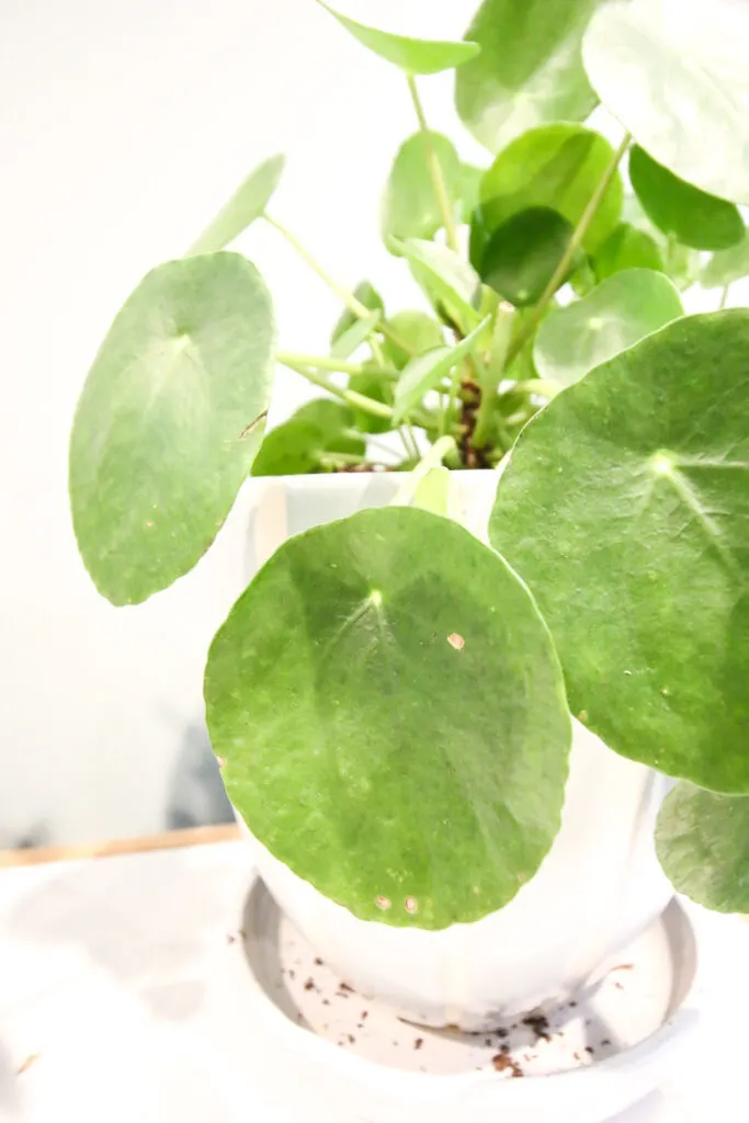 Pilea Peperomioides leaf close up