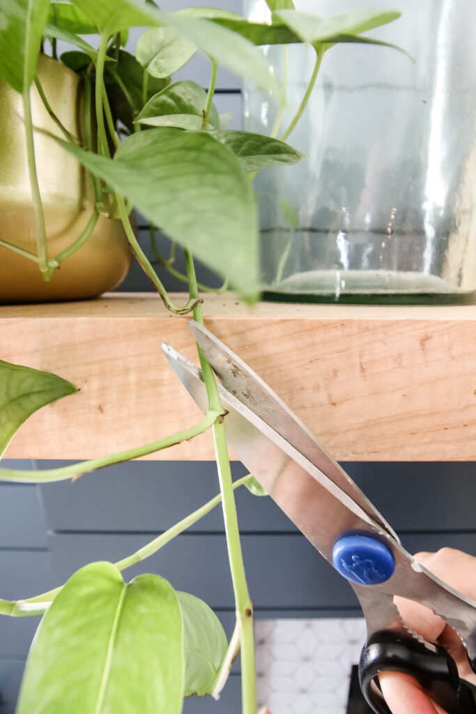 taking a cutting from a cebu blue plant