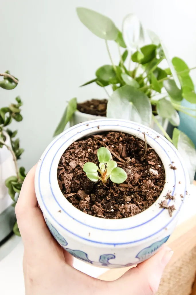 baby pilea plantlet potted in soil