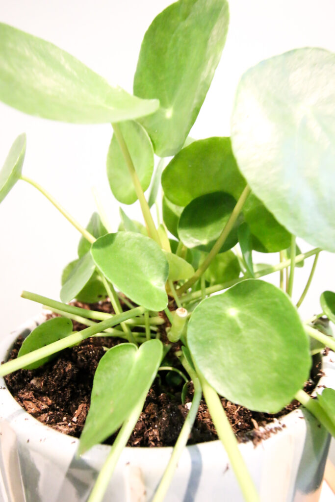 Pilea Peperomioides plant close up