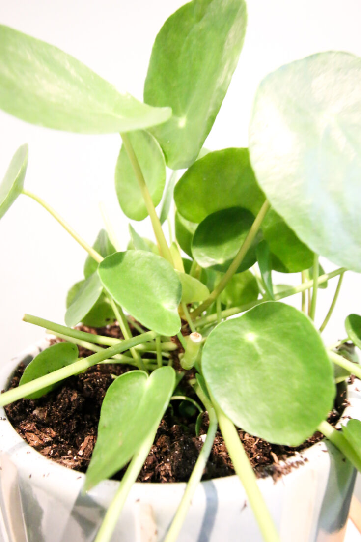 Why are my pilea peperomioides leaves curling? - keep your plants alive