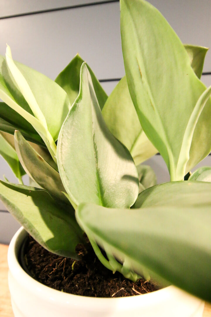 "Sterling Silver" plant Scindapsus Treubii Moonlight care guide! keep