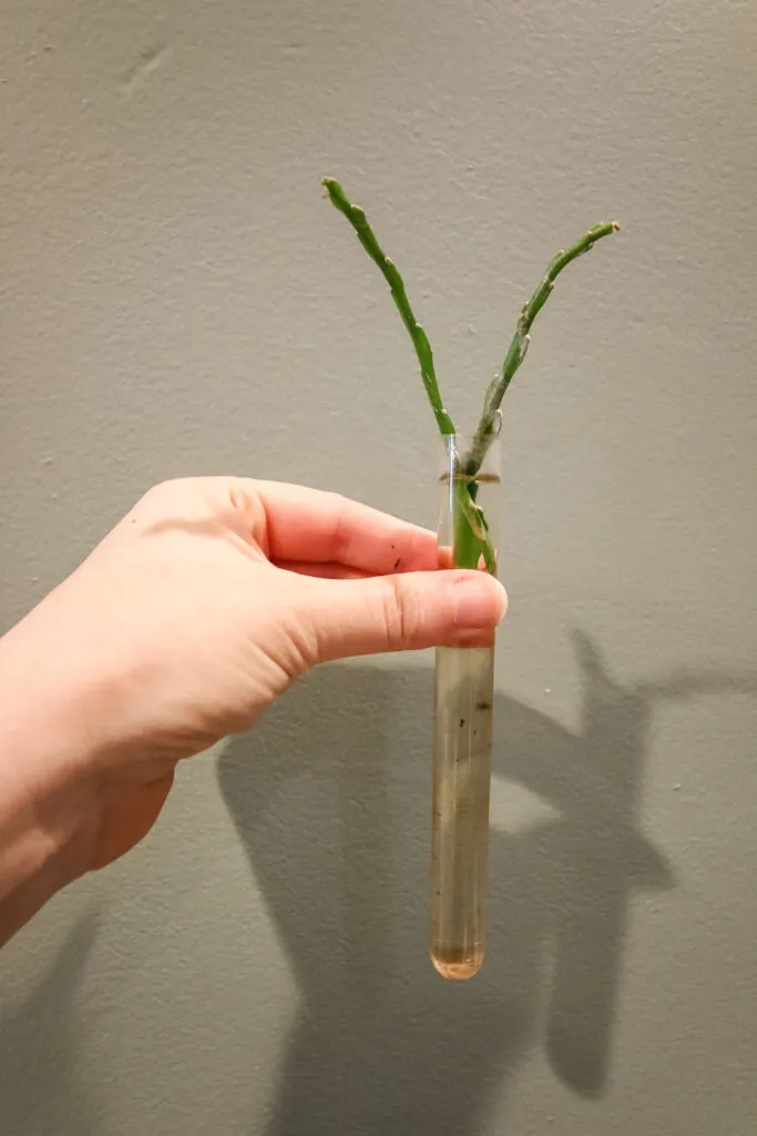 ric rac cactus cutting rooting in water