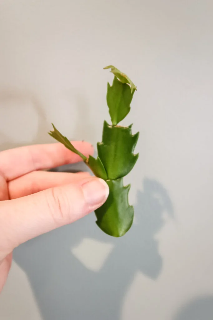 thanksgiving cactus cutting