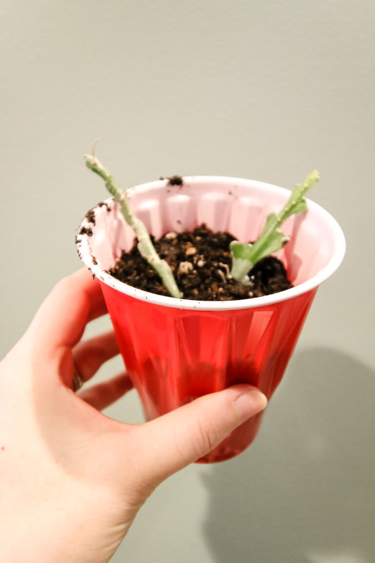 Propagating Ric Rac Cactus How to propagate a ric rac cactus - keep your plants alive