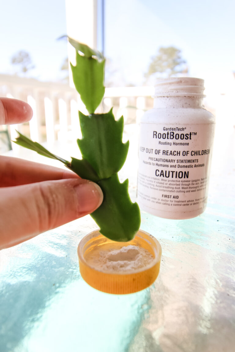 How to propagate a thanksgiving cactus - keep your plants alive