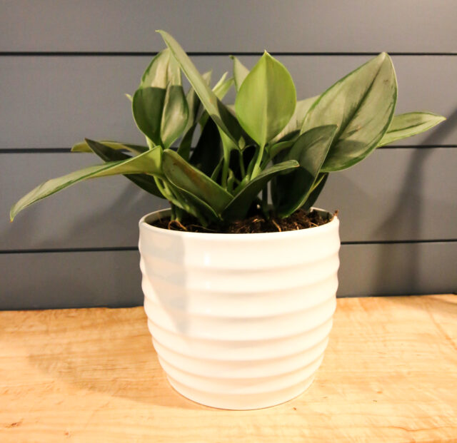 "Sterling Silver" plant Scindapsus Treubii Moonlight care guide! keep