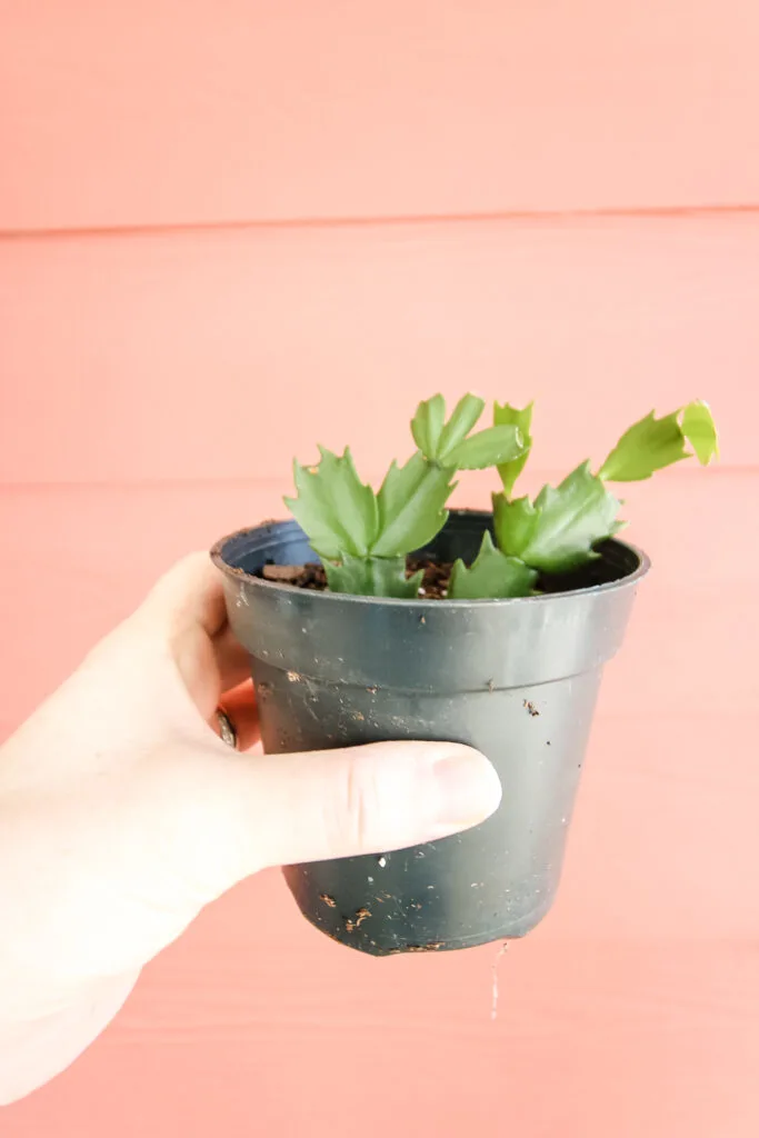 thanksgiving cactus cutting in soil