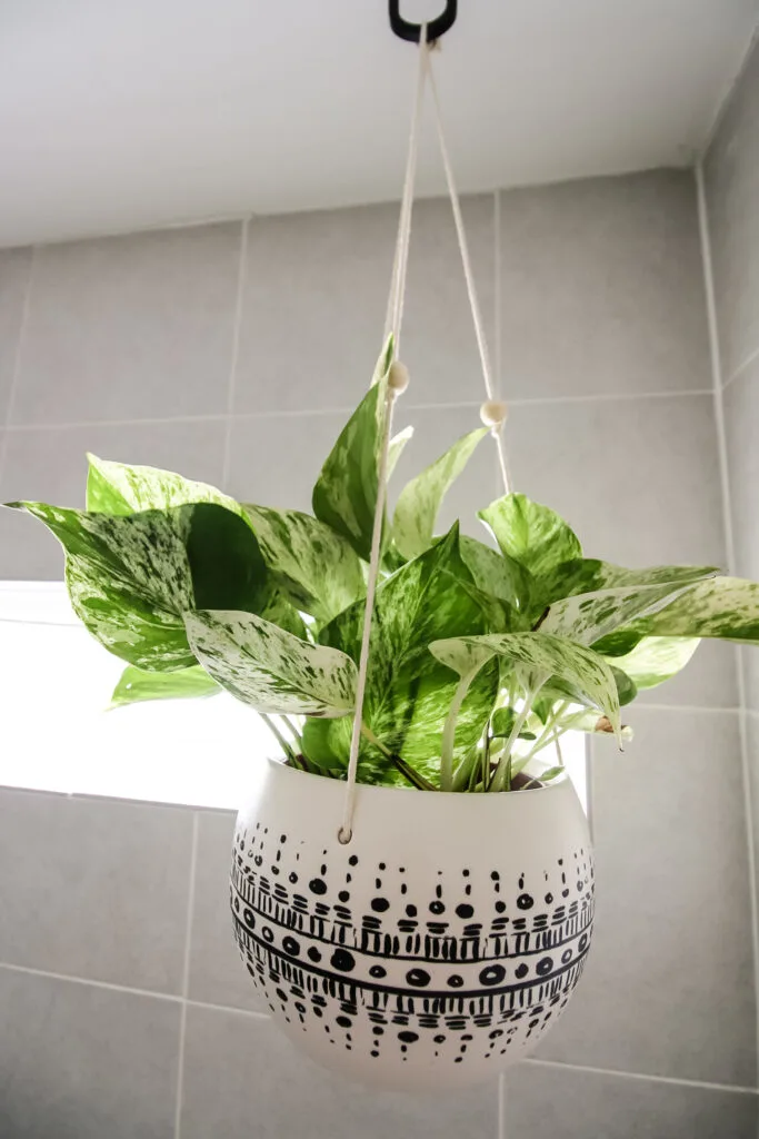 marble queen pothos in a hanging pot