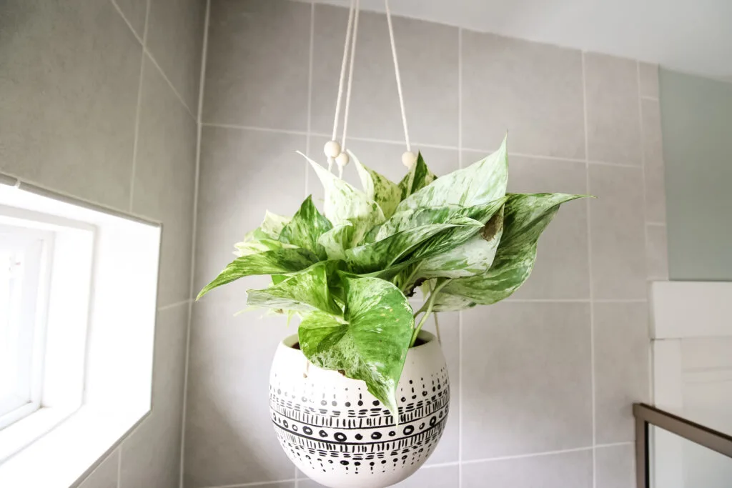 marble queen pothos in a hanging pot