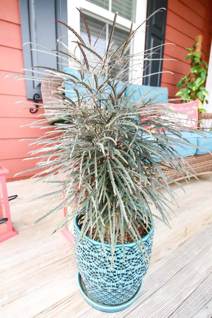 false aralia plant in a pot