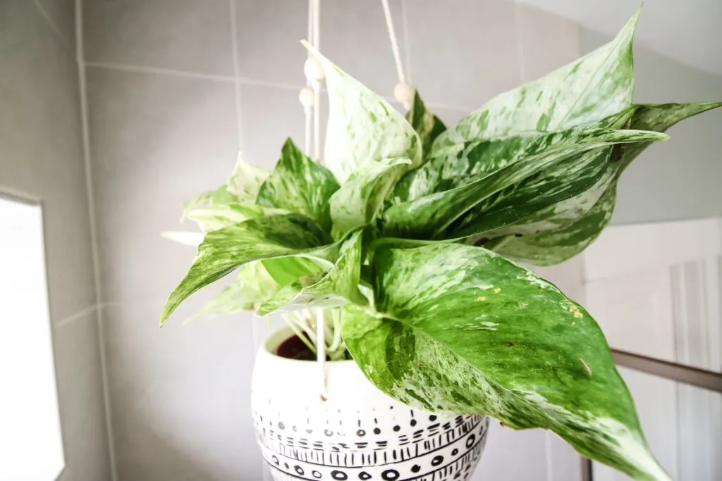 close up of marble queen pothos in a hanging pot