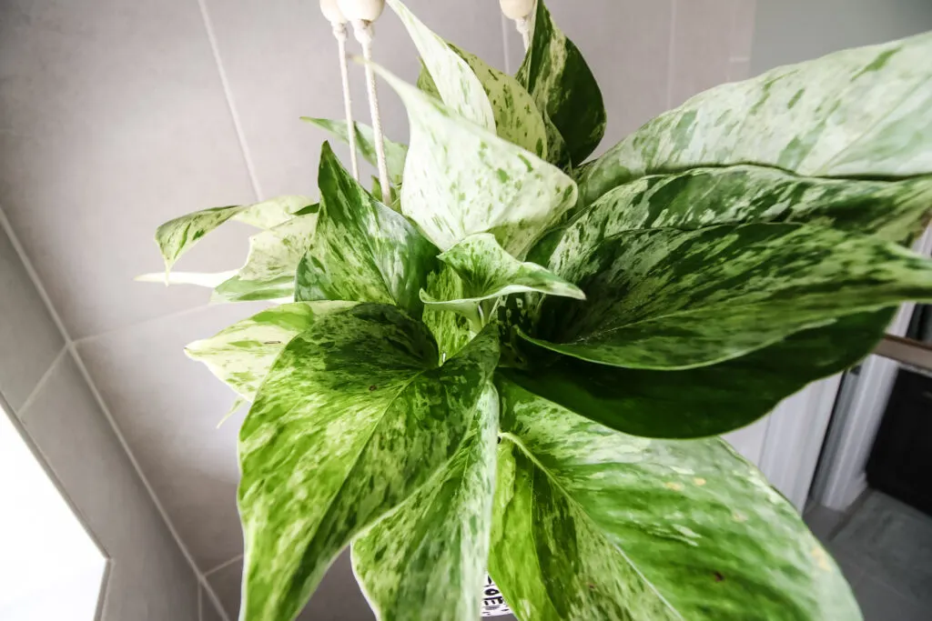 close up of marble queen pothos in a hanging pot