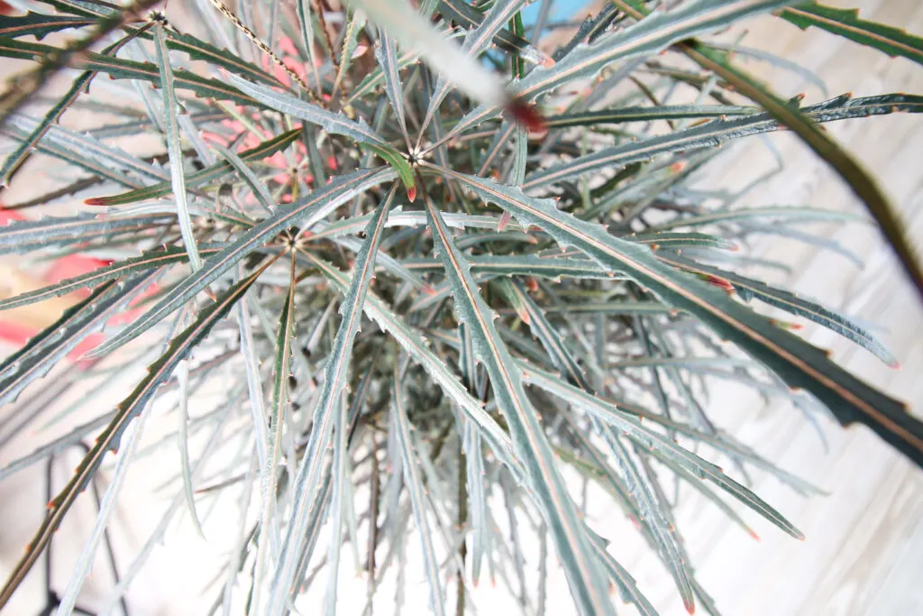 close up of false aralia plant in a pot