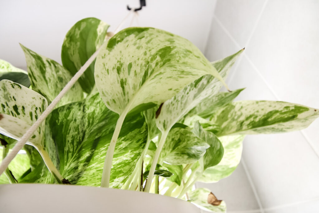 close up of marble queen pothos in a hanging pot