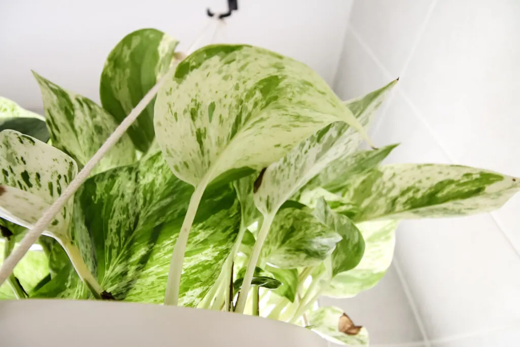 close up of marble queen pothos in a hanging pot