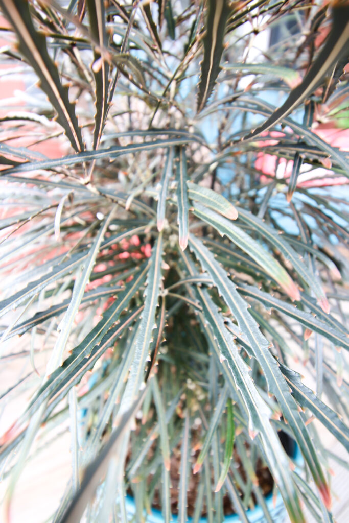 close up of false aralia plant in a pot