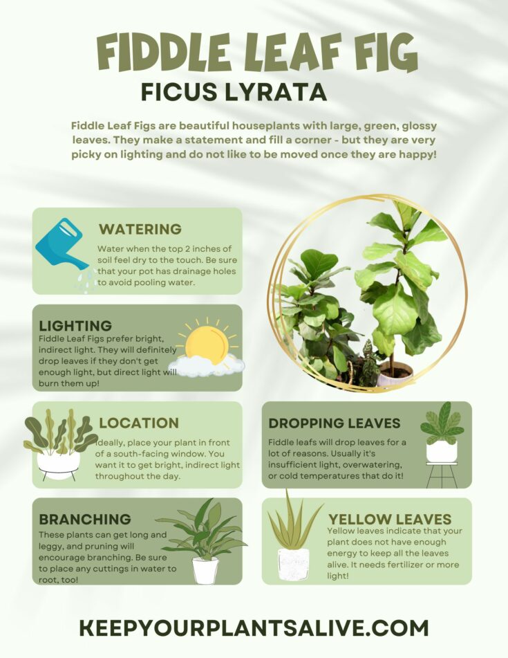 Why are the edges of my fiddle leaf fig turning brown? keep your