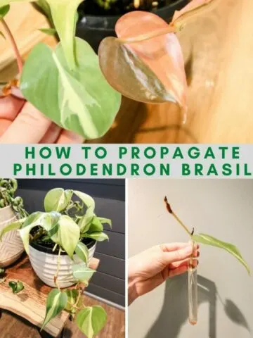 How-to-propagate-Philodendron-Brasil-683x1024