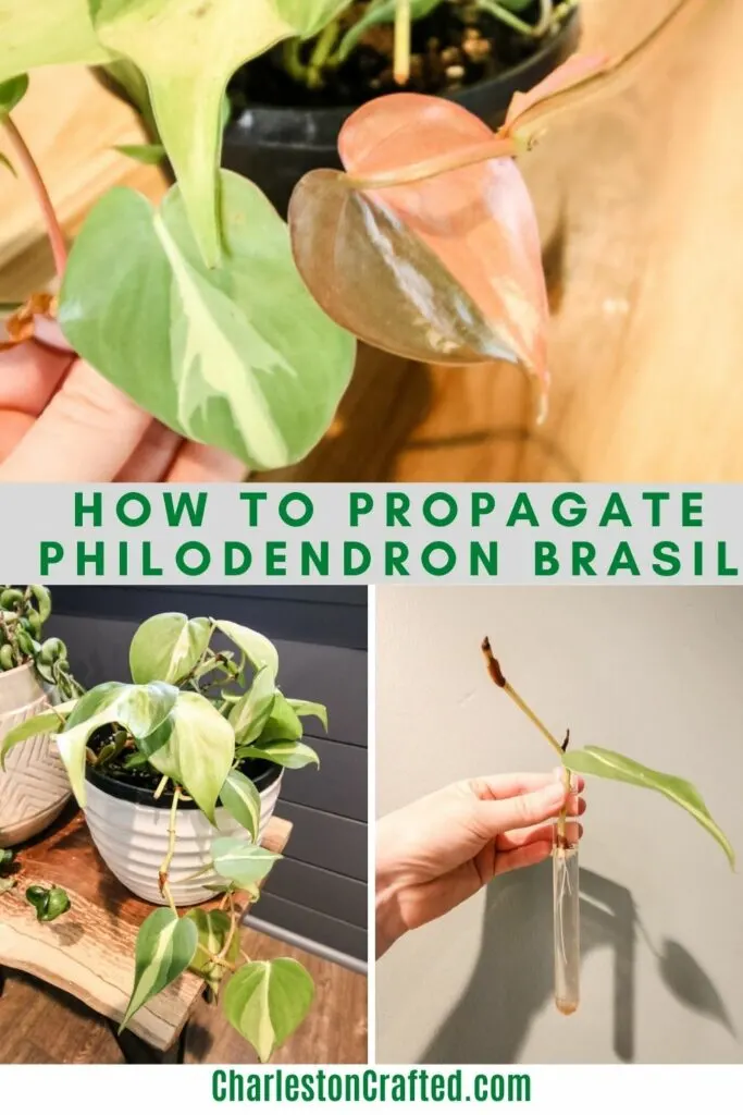 How-to-propagate-Philodendron-Brasil-683x1024