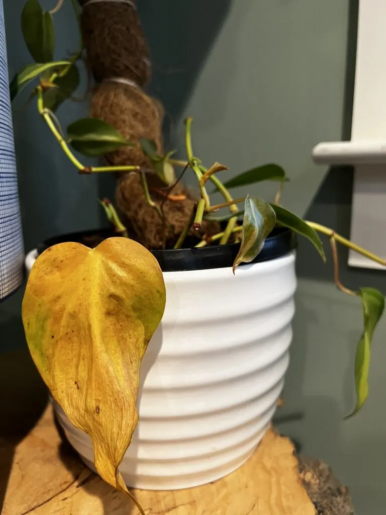 yellow leaf on a philodendron brasil 