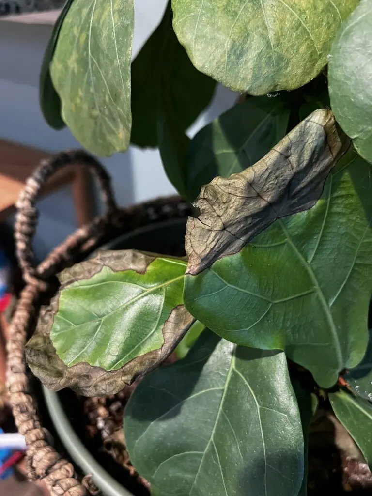 brown tips on fiddle leaf fig plant leaves
