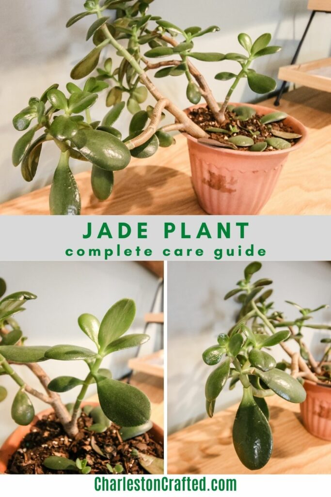 Jade-plant-care-guide-683x1024