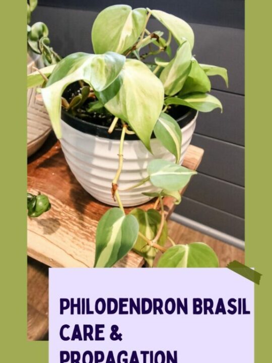 How to propagate Philodendron Brasil - keep your plants alive