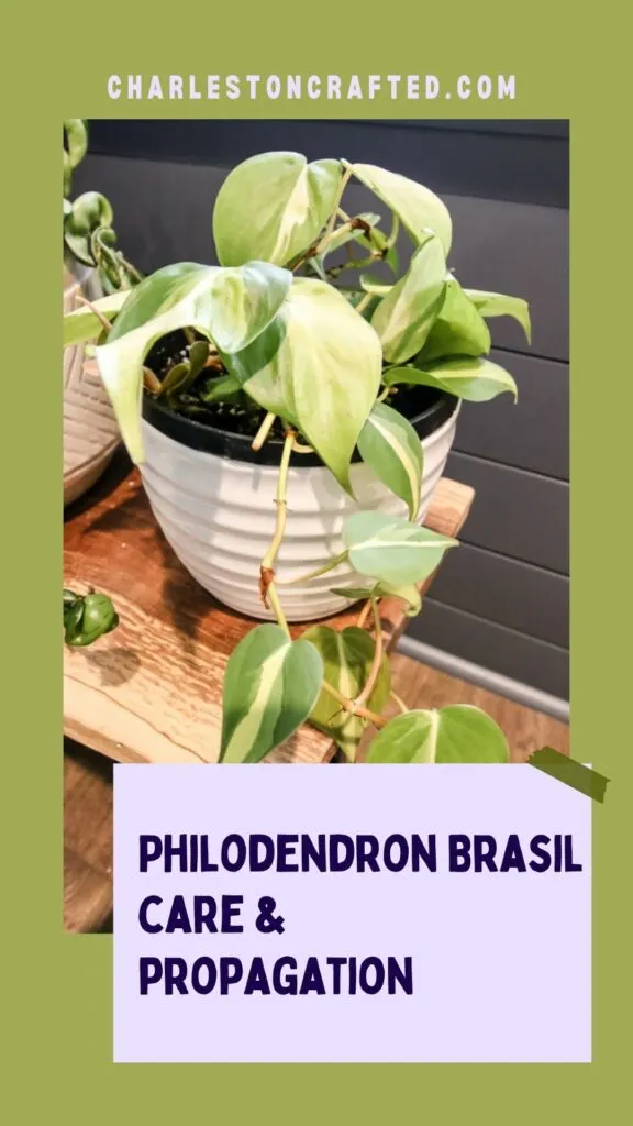 Philodendron-Brasil-care-and-propagation-576x1024