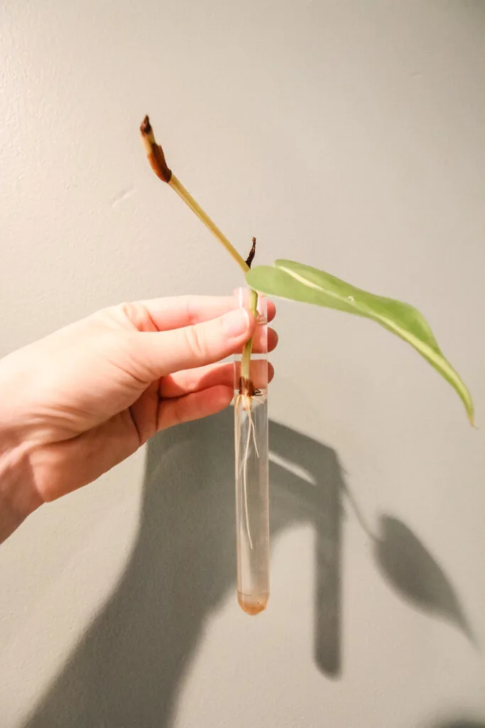 Philodendron Brasil cutting rooting in a test tube planter
