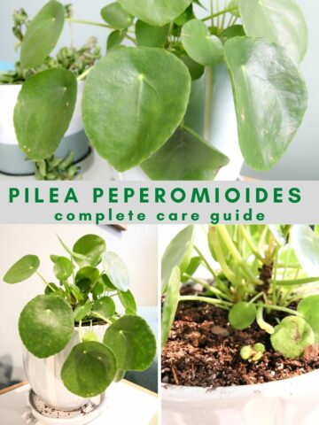 Pilea Peperomioides Care Guide