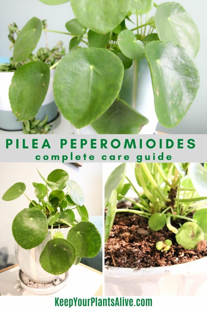 Pilea Peperomioides Care Guide