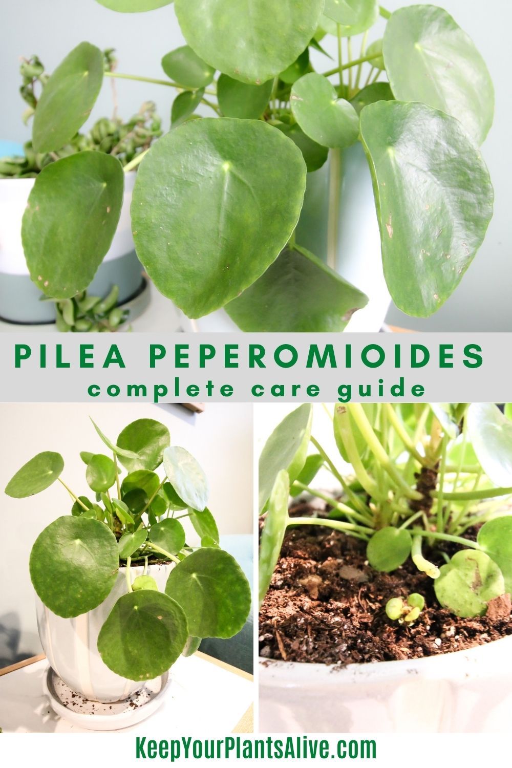 The Ultimate Pilea Peperomioides Care Guide   keep your plants alive