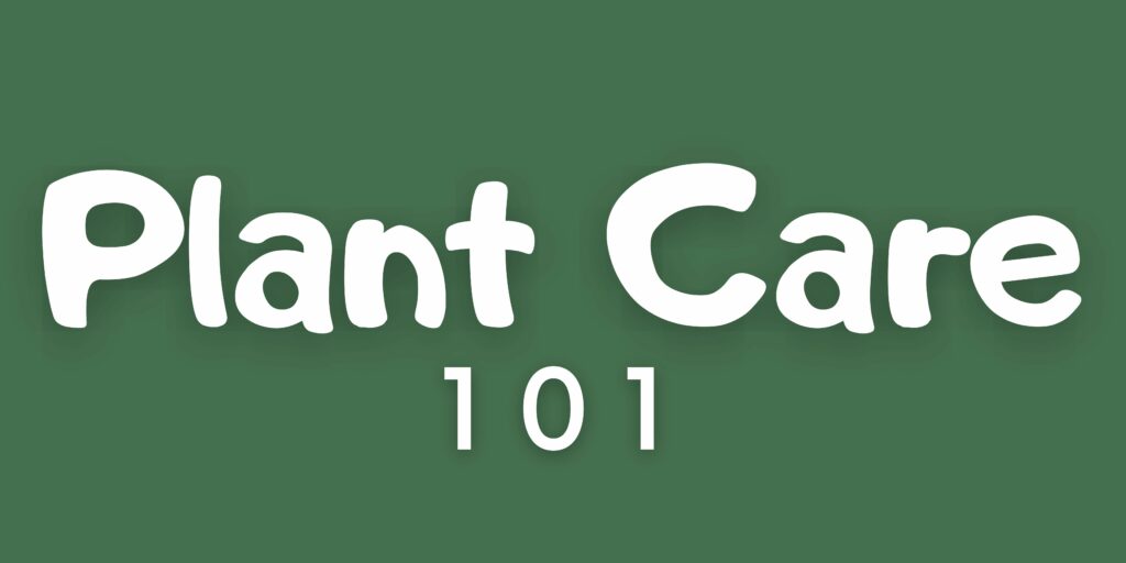 Plant care 101