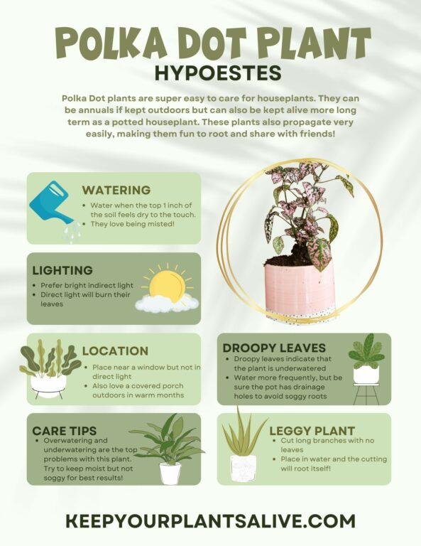 How to propagate the polka dot plant (hypoestes) - keep your plants alive